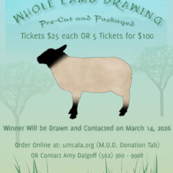 M.U.D Lamb Whole Lamb Drawing